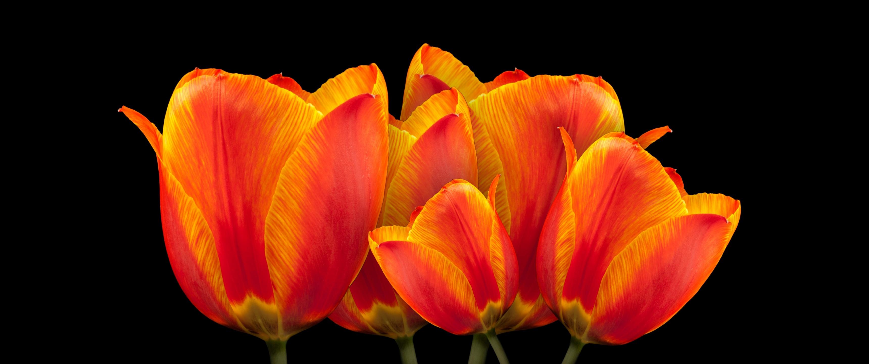 3440x1440 Orange tulips Wallpaper 4K, Black background, Spring flowers, Colorful, Flowers