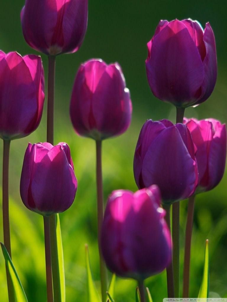768x1024 Purple Tulips HD Desktop Wallpaper : High Definition : Fullscreen. Desktop Background