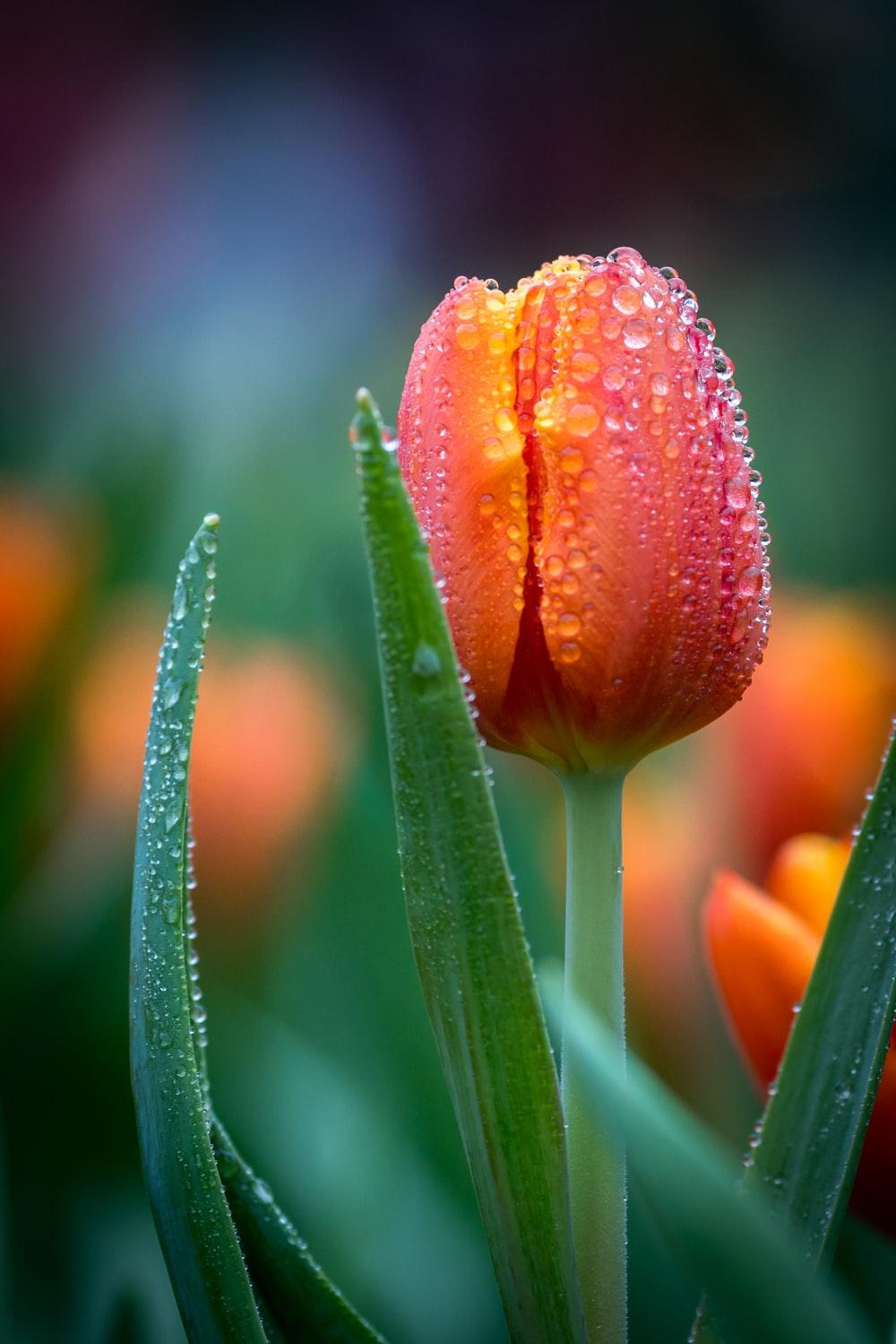 1000x1499 Tulips Picture. Download Free Image