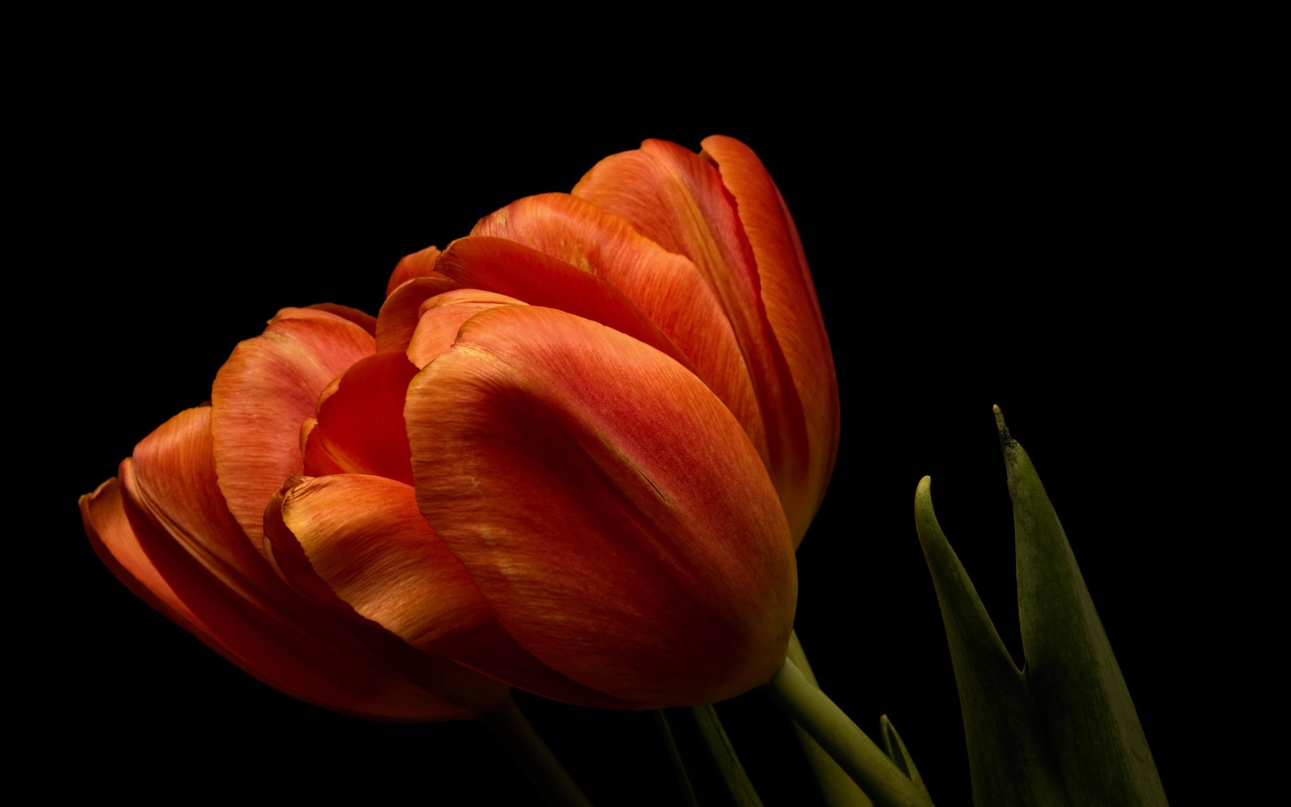 2560x1600 Wallpaper Orange Tulips Close Up, Black Background 2560x1600 HD Picture, Image
