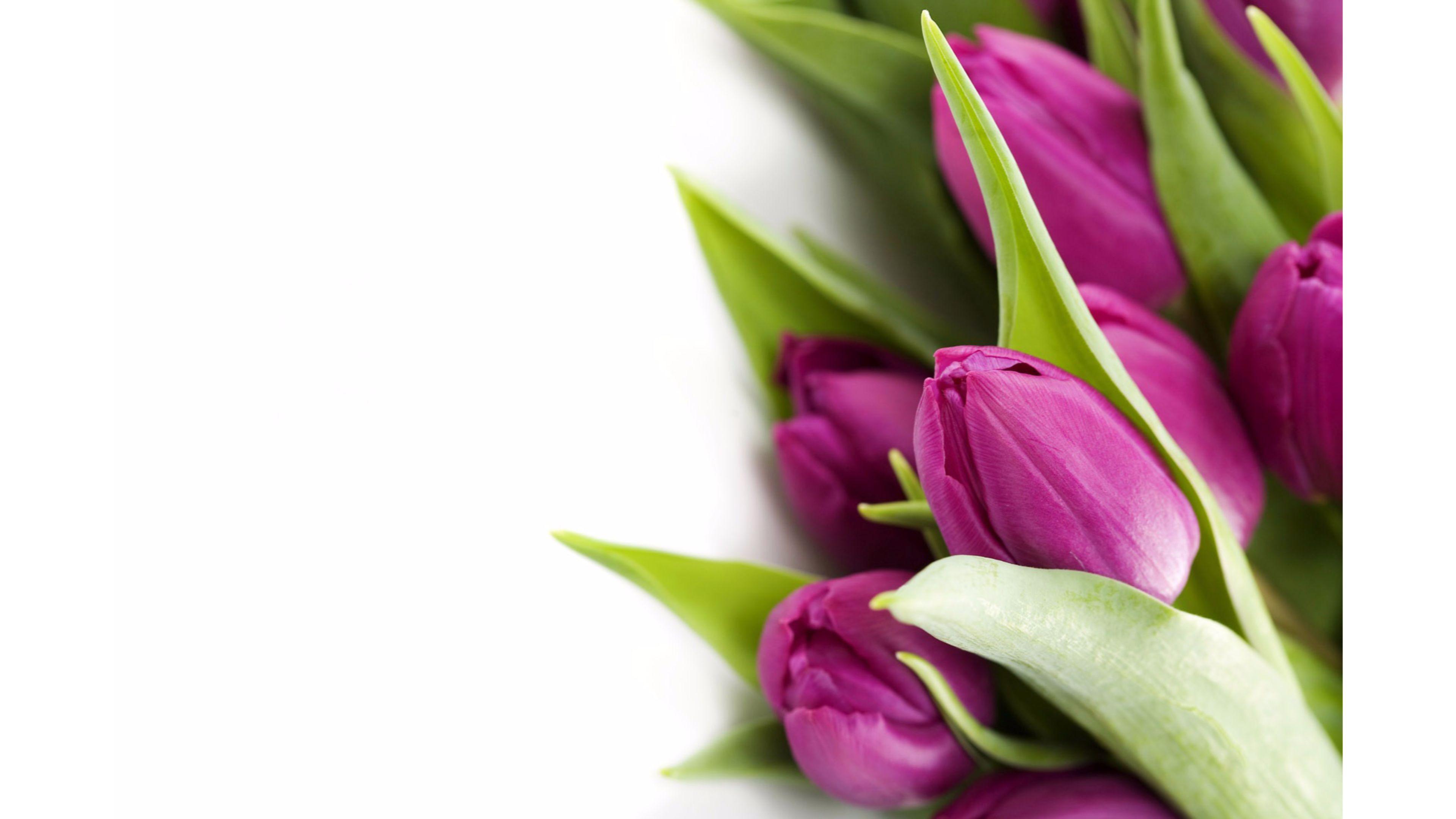 3840x2160 Widescreen Wallpaper Of Tulips New Pics Tulip White Background