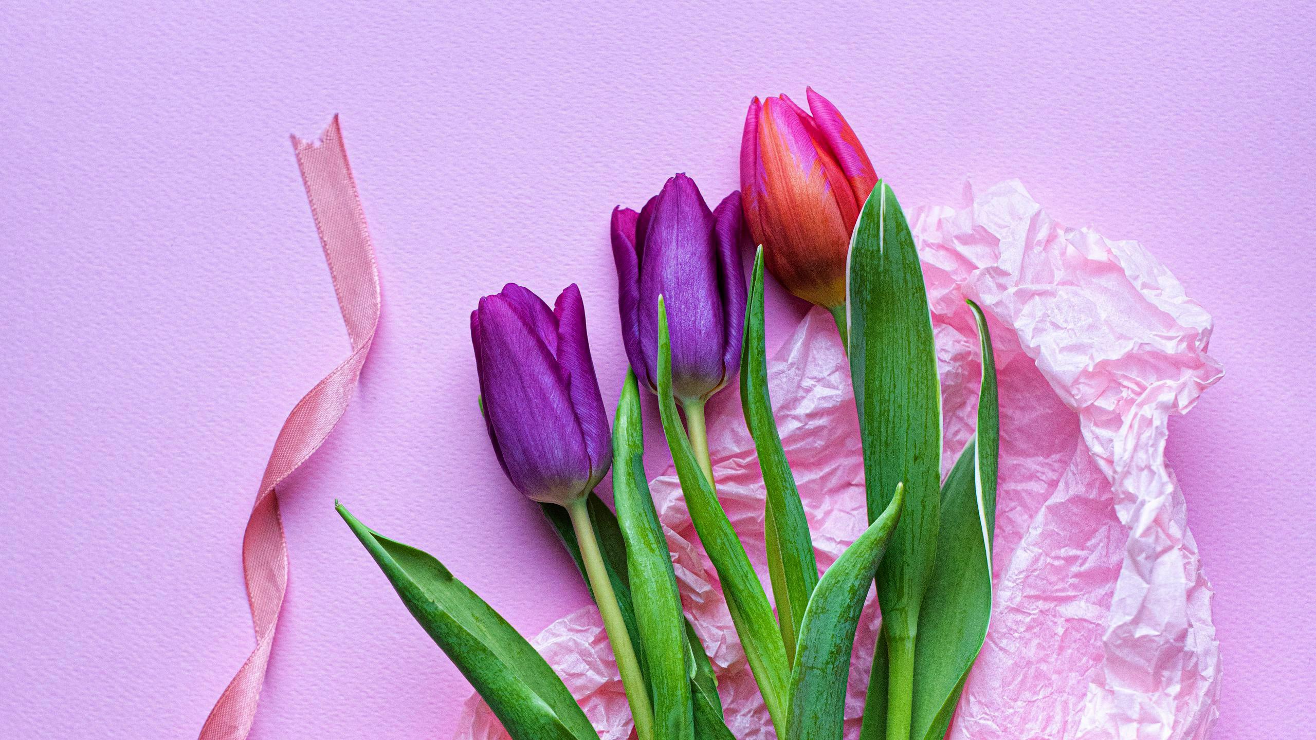 2560x1440 Pink Purple Tulips In Pink Background HD Flowers Wallpaper