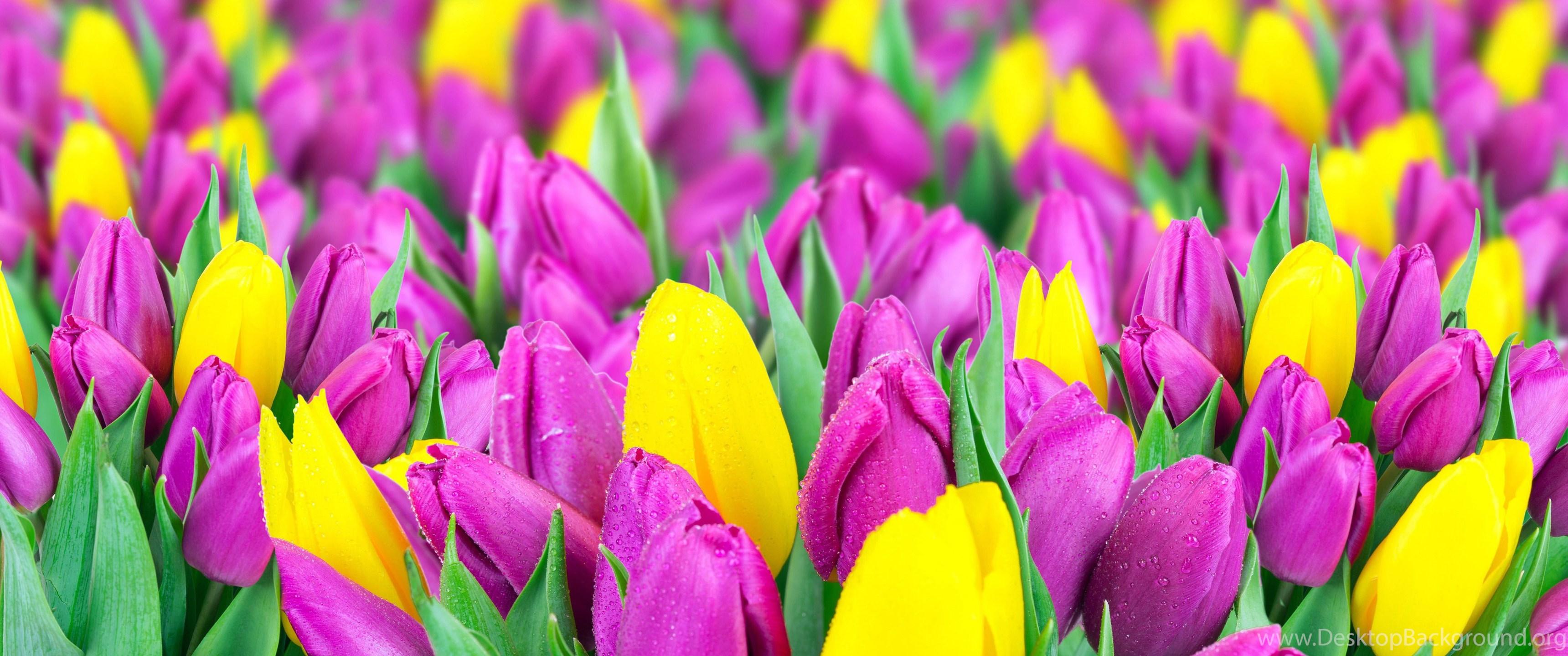 3440x1440 Yellow And Purple Tulips Wallpaper HD. Free Desktop Background. Desktop Background