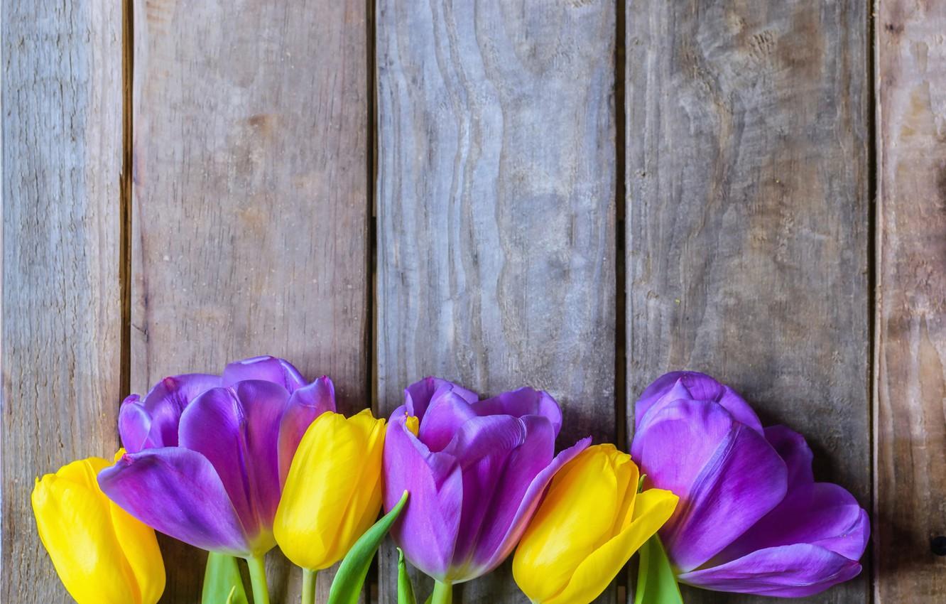 1332x850 Photo Wallpaper Flowers, Yellow, Purple, Tulips, Fresh, 's Tulip