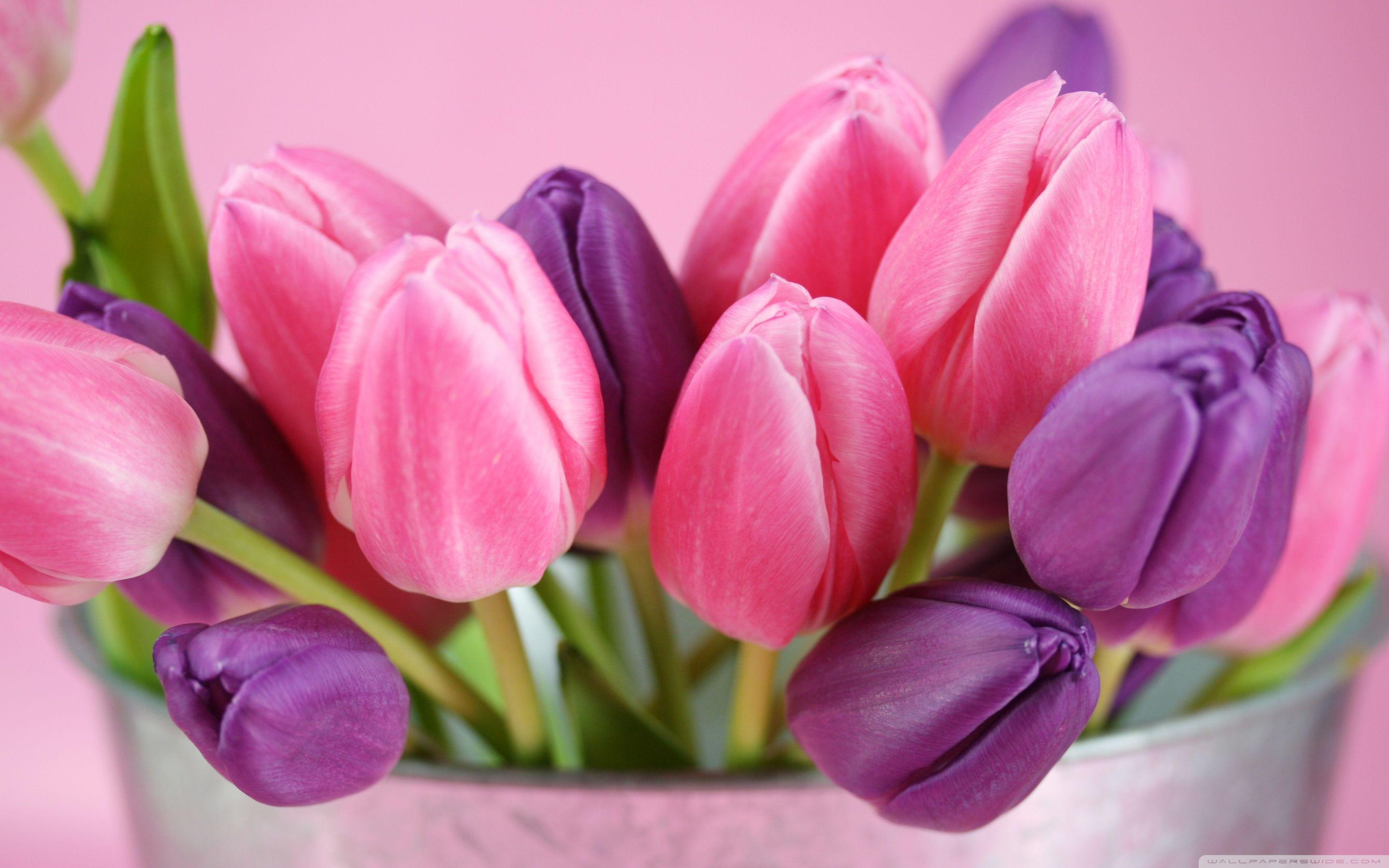 2880x1800 Pink And Purple Tulips HD desktop wallpaper : High Definition : Fullscreen : Mobile. Purple tulips, Color schemes, Tulips flowers