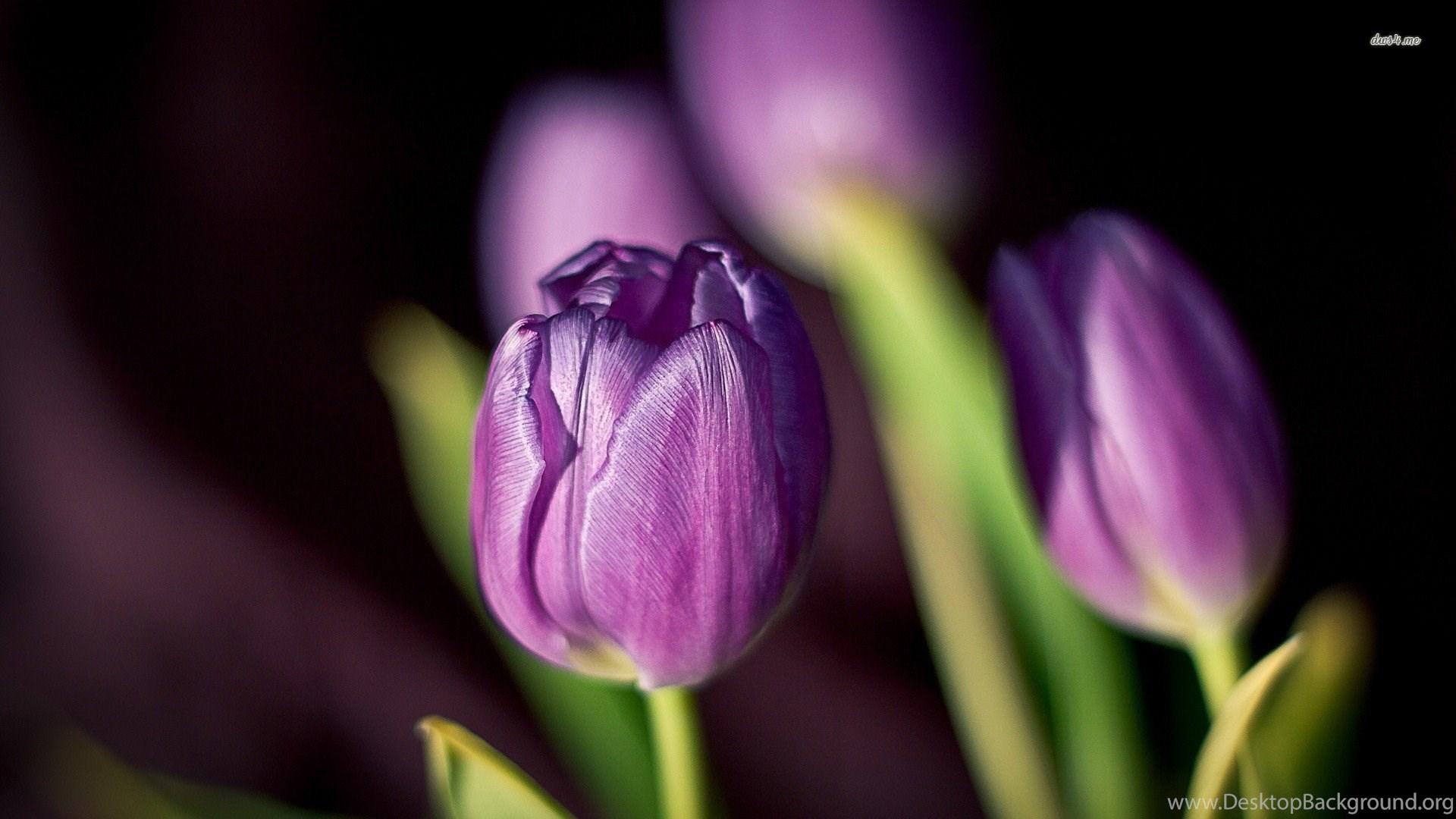 Purple Tulips HD Wallpapers - Top Free Purple Tulips HD Backgrounds ...