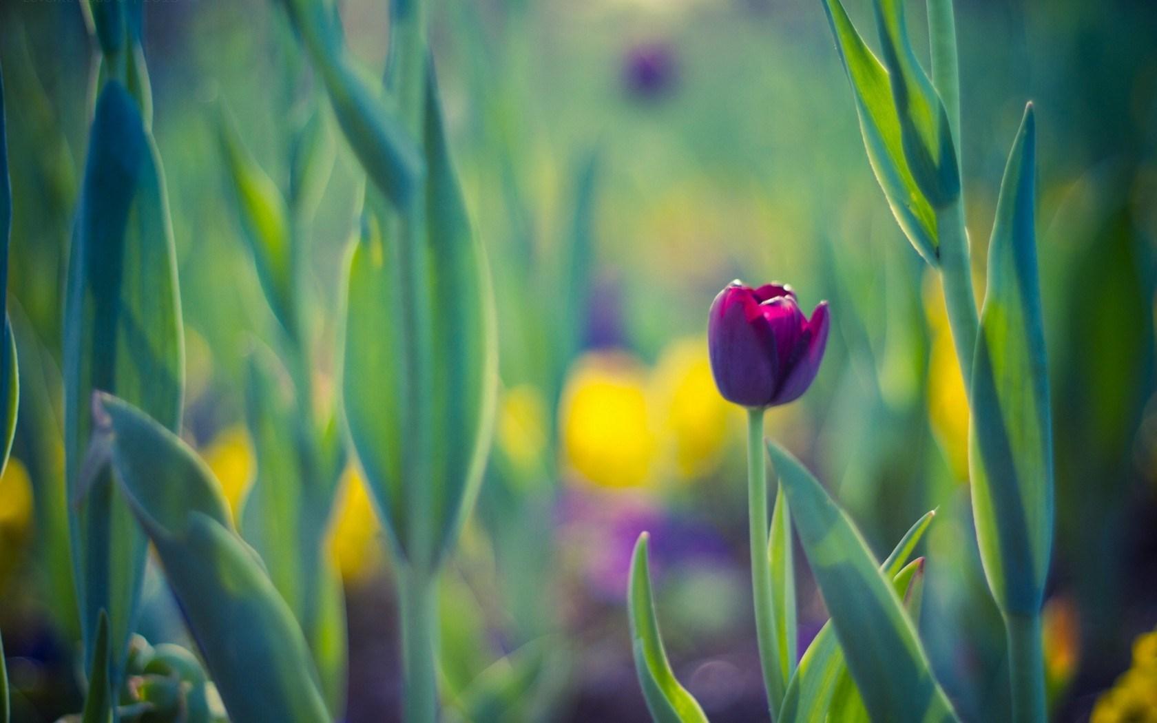 1680x1050 Free download Spring Purple Tulip Wallpaper High Definition High Quality [1680x1050] for your Desktop, Mobile & Tablet. Explore Spring Tulips Wallpaper Desktops. Free Tulip Wallpaper
