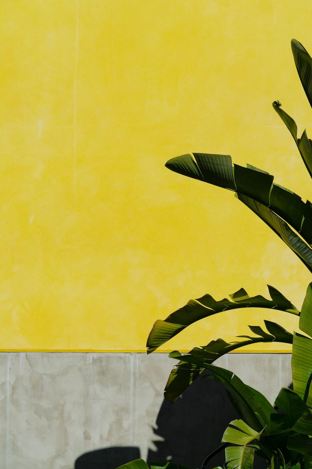 1000x1500 green banana tree beside yellow painted wall photo