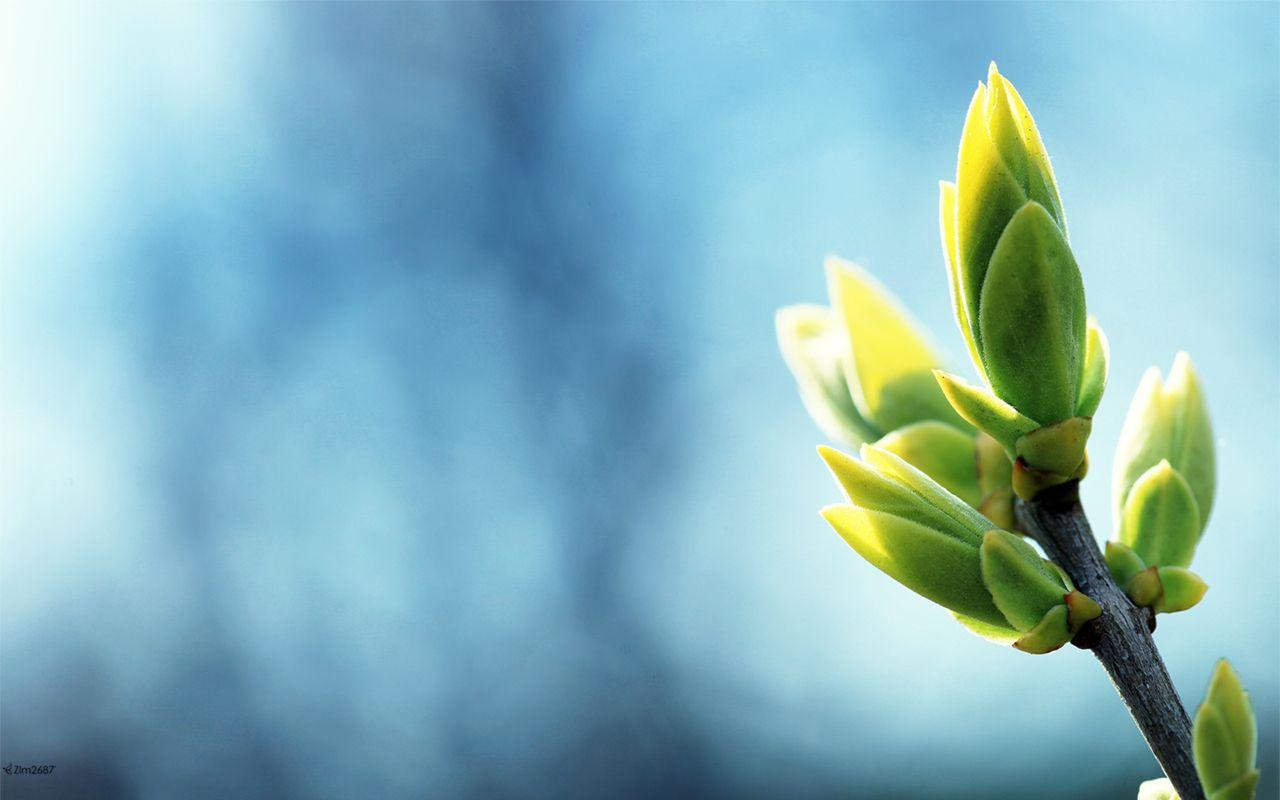 1280x800 Free Download HD Wallpaper For Your Cool Desktop Facts N' Frames