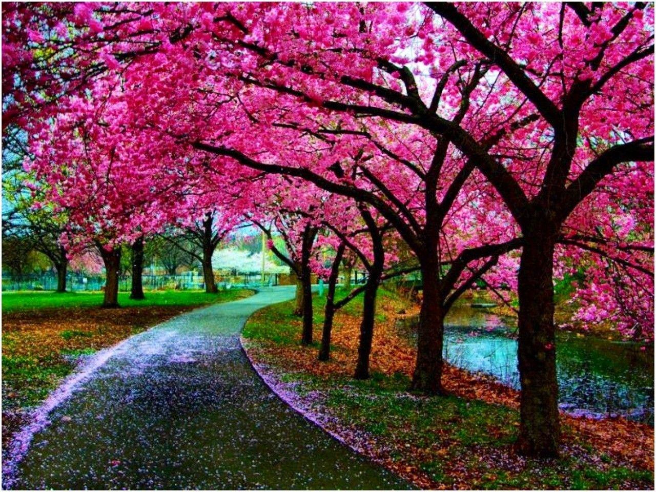 Japan Cherry Blossom Wallpapers - Top Free Japan Cherry Blossom ...
