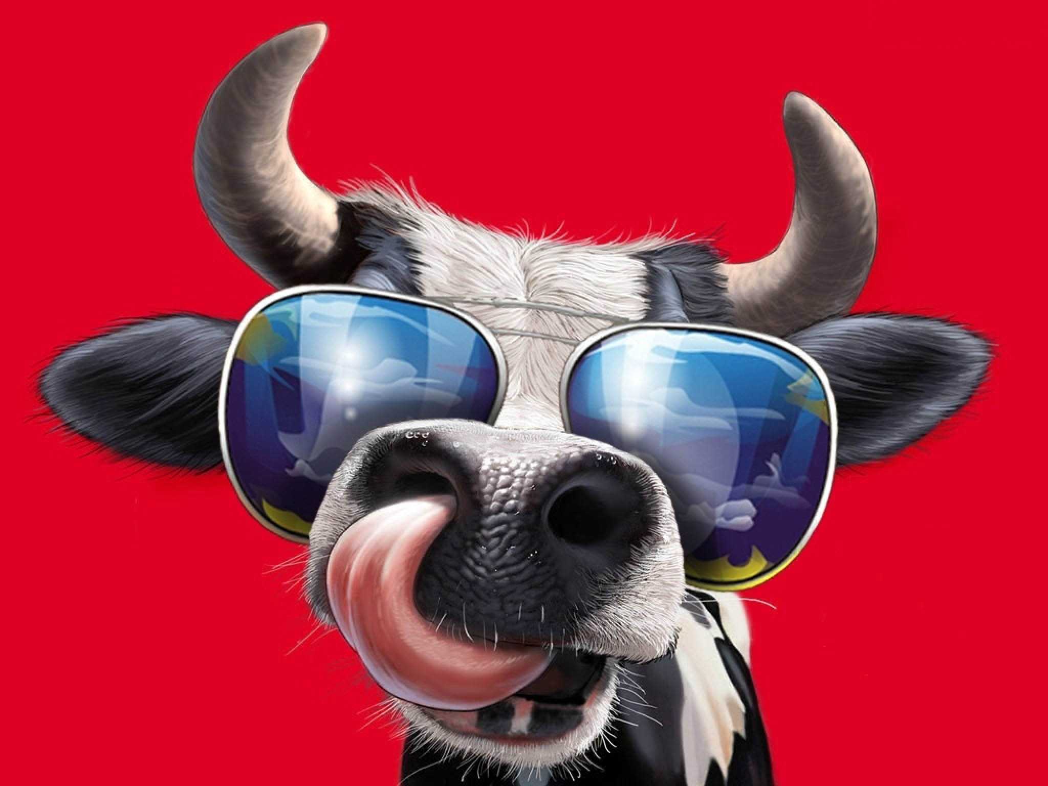 Awesome Cow Wallpapers - Top Free Awesome Cow Backgrounds - WallpaperAccess