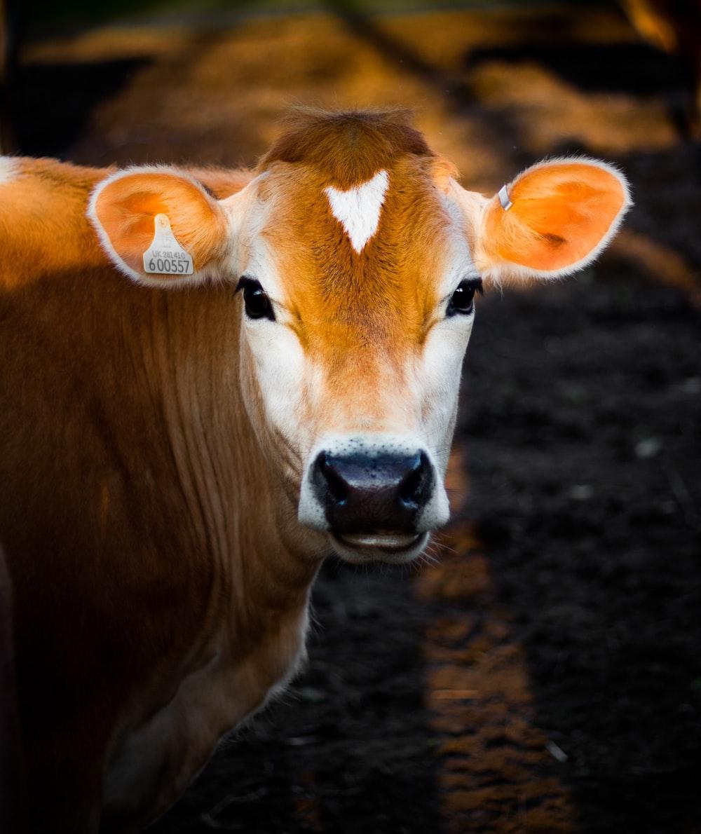 1000x1190 Best Free Cow Picture