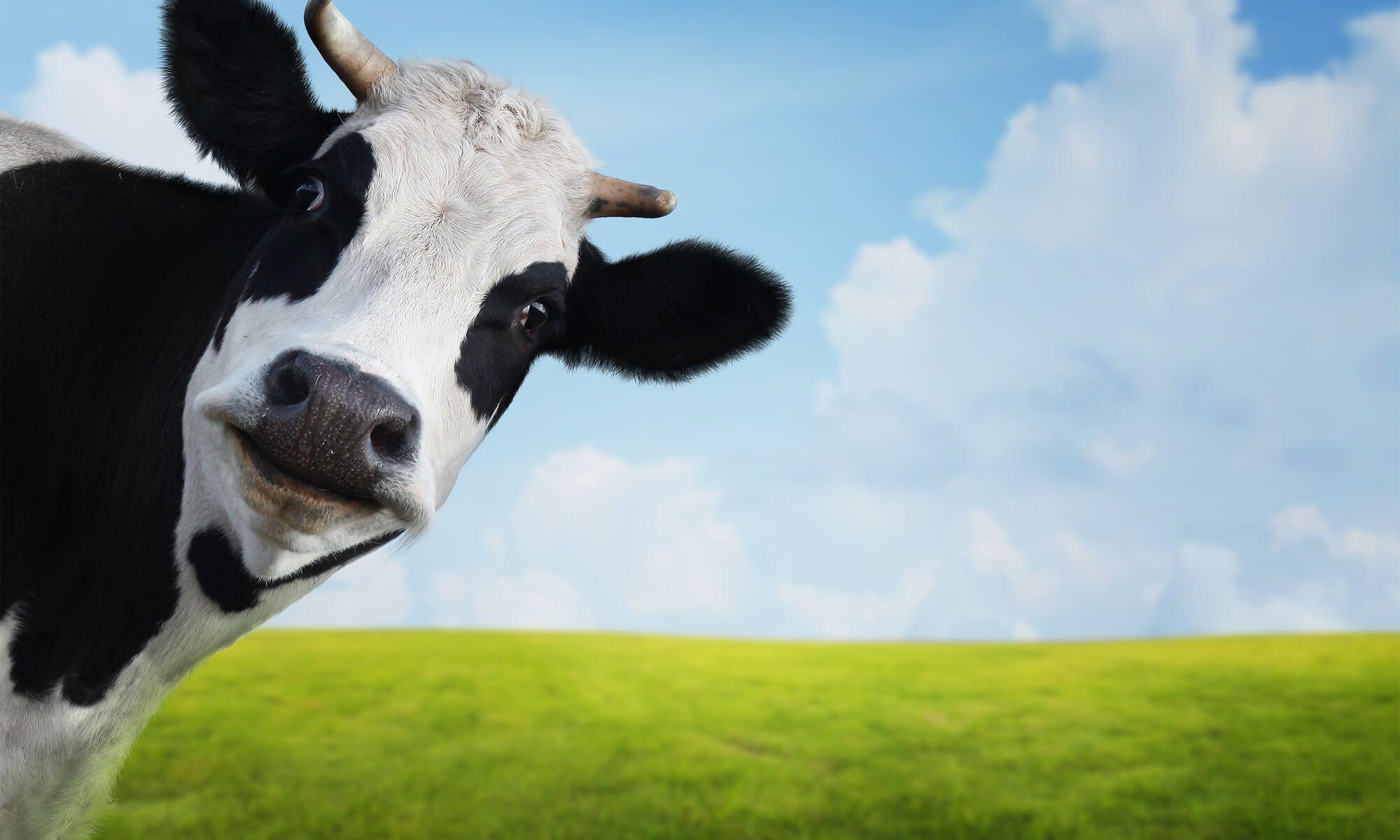 2000x1200 Cow Wallpaper, HD Cow Background