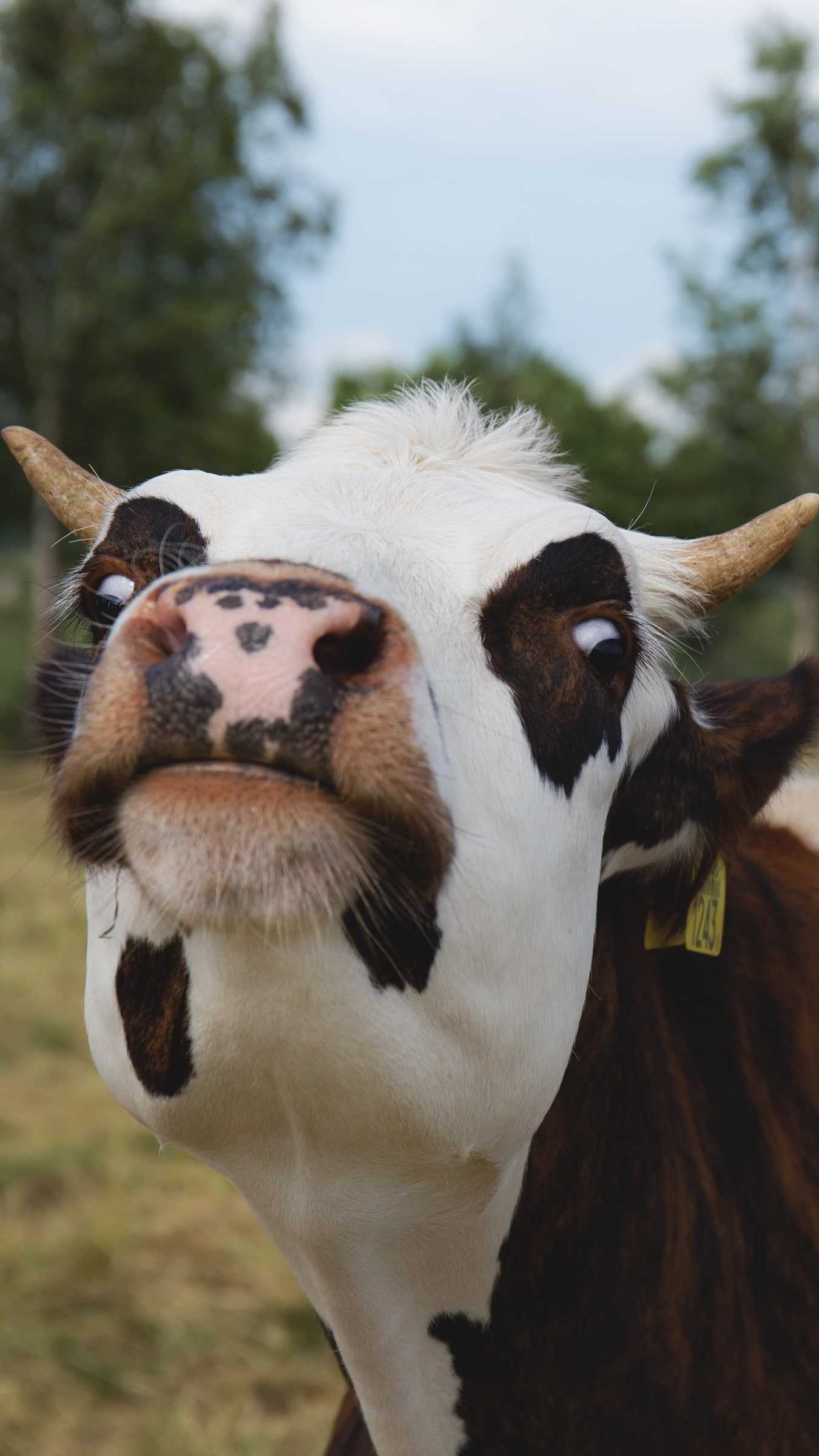 1350x2400 Cow Wallpaper Free HD Wallpaper