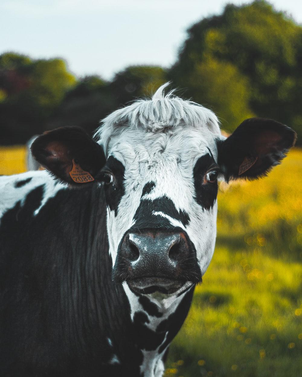 1000x1250 Best Free Cow Picture