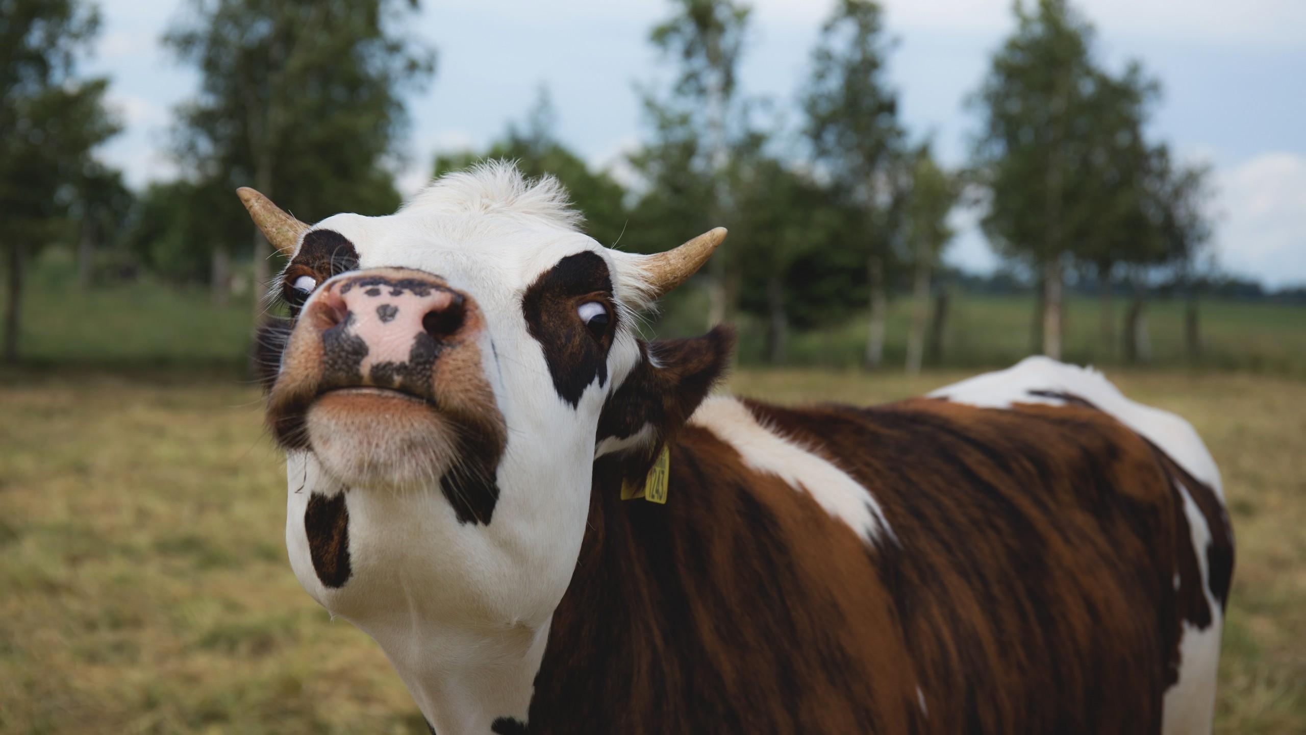 2560x1440 Cow, Weird Face, Funny