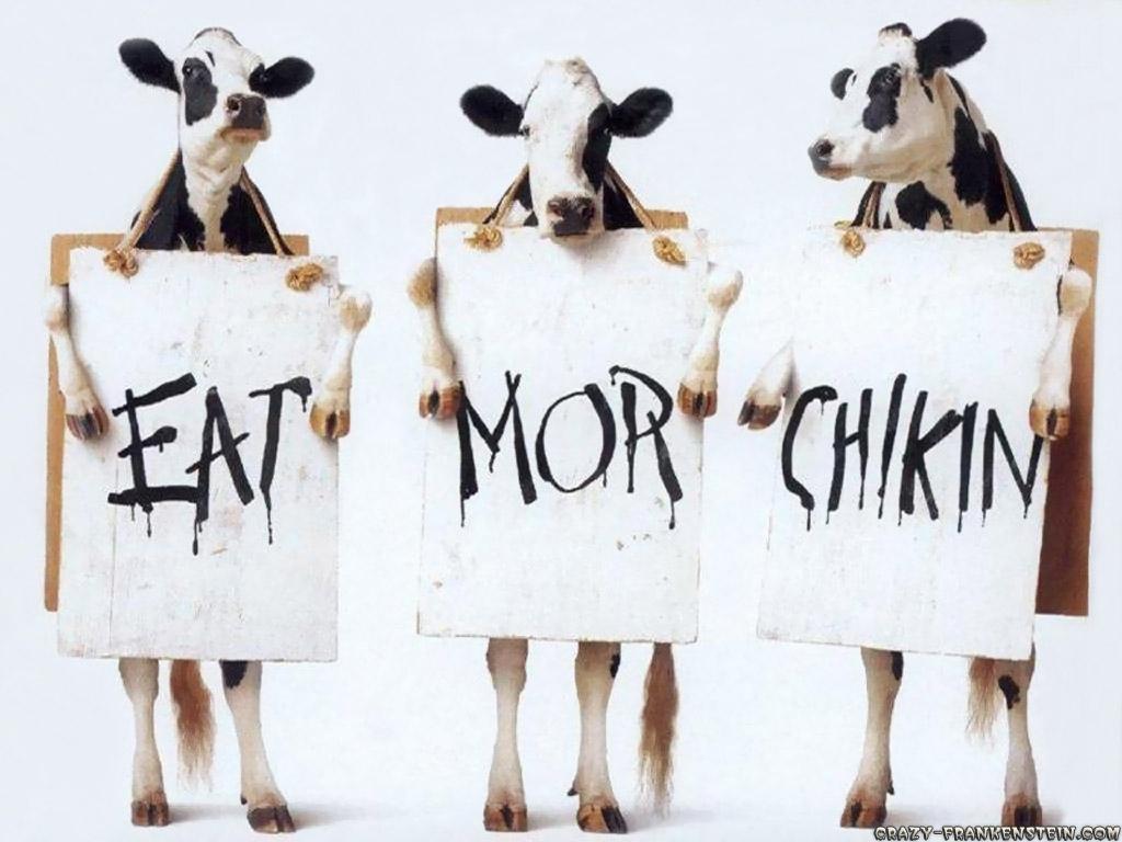 1024x768 Cow Funny Ads Wallpaper