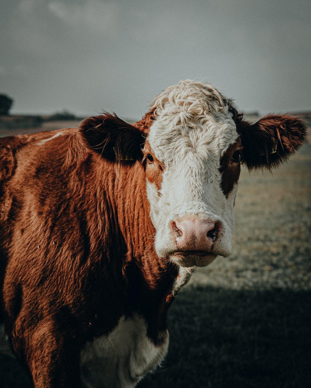 1000x1250 Brown Cow Wallpaper
