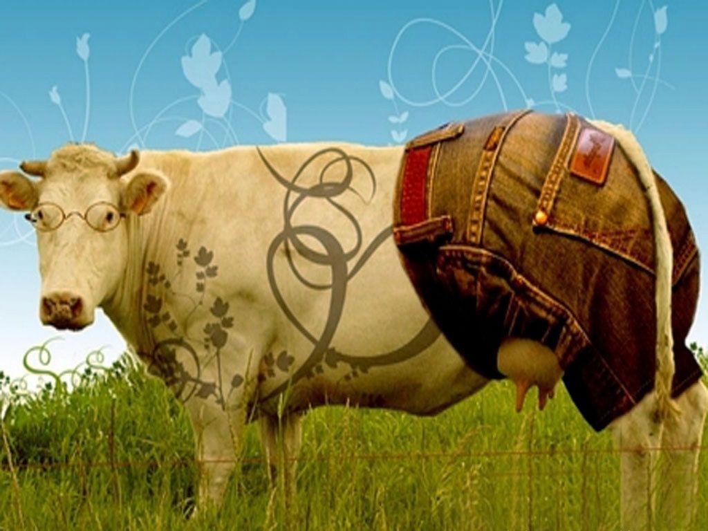 1024x768 Wallpaper HD 1024×768 Cow Picture Wallpaper (44 Wallpaper). Adorable Wallpaper. Cow picture, Cow wallpaper, Funny wallpaper