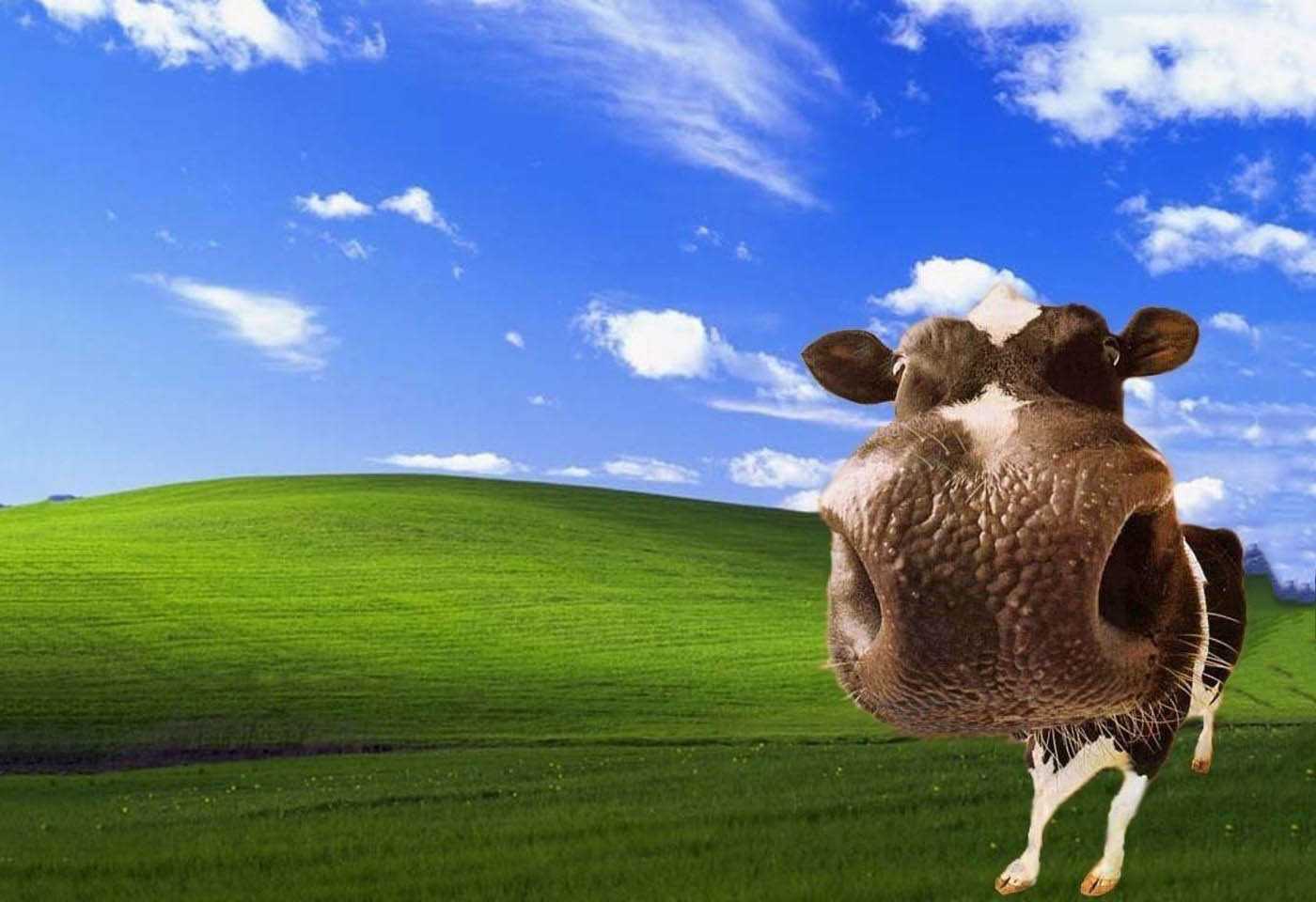 1400x960 Cow Wallpaper Free HD Wallpaper