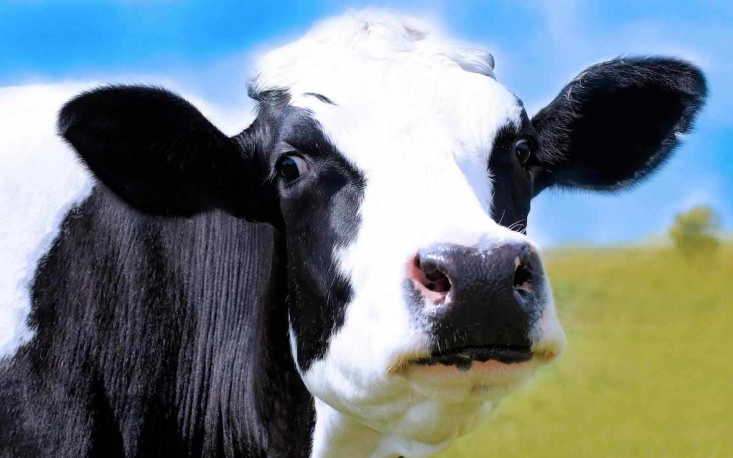 Awesome Cow Wallpapers - Top Free Awesome Cow Backgrounds - WallpaperAccess