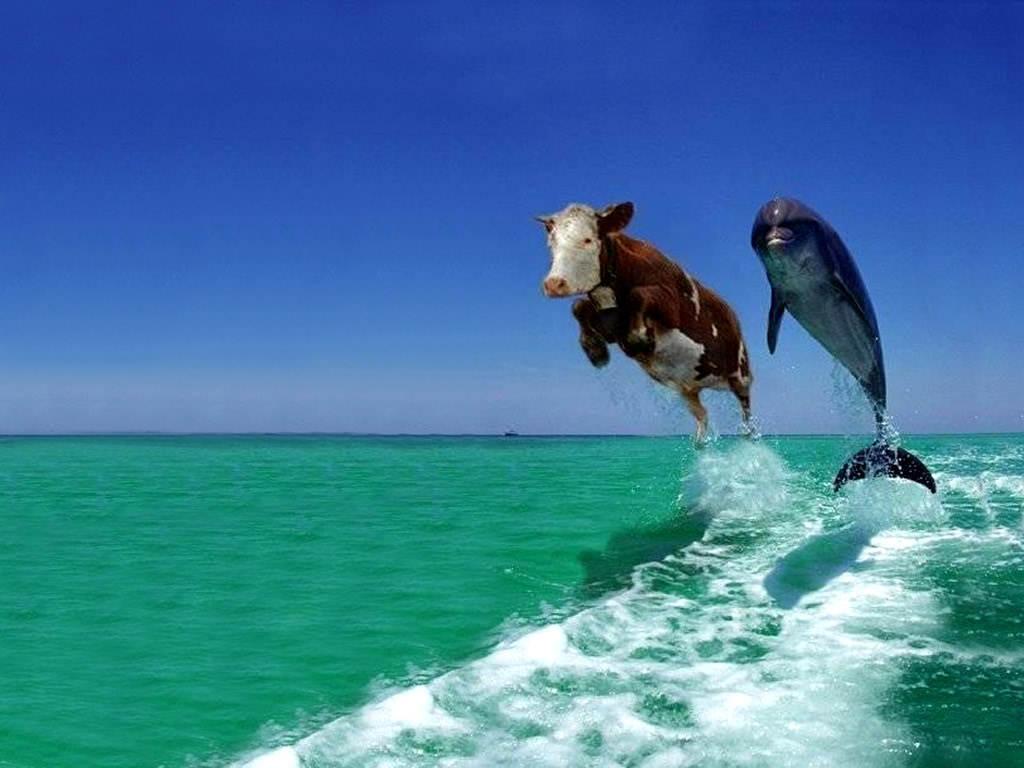 1024x768 Funny Cow Dolphin Wallpaper. Download wallpaper page