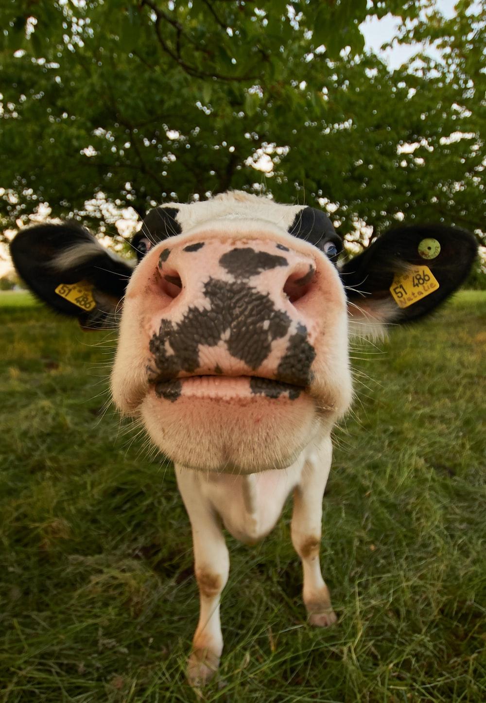 1000x1446 Best Free Cow Picture