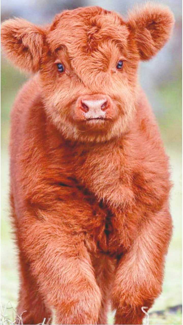 720x1280 Baby Cow Wallpaper