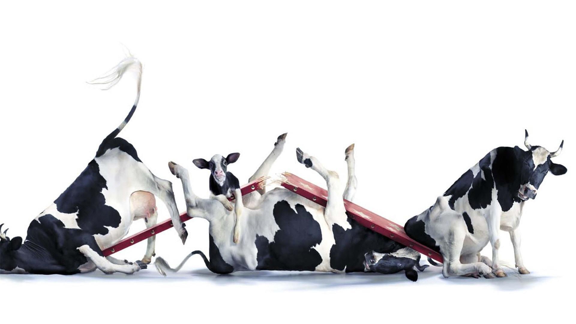 1920x1080 Free download Funny Cow Image Wallpaper HD 1920x1080 4430 [1920x1080] for your Desktop, Mobile & Tablet. Explore Funny Cow Wallpaper. Cute Cow Wallpaper, Cow Wallpaper for Desktop, Cow Print Wallpaper