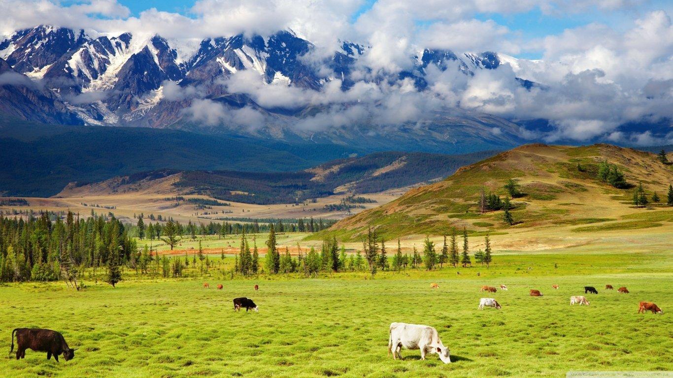 1366x768 Cow wallpaper 1366x768 (laptop) desktop background