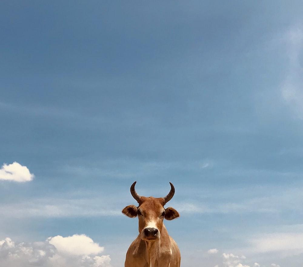 1000x879 Best Free Cow Picture
