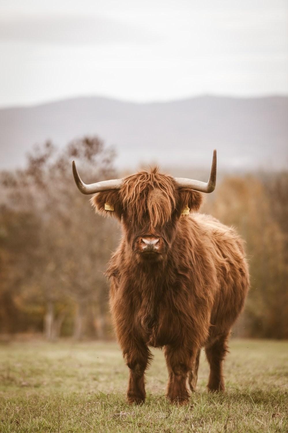 999x1500 Cute Cow iPhone Wallpaper