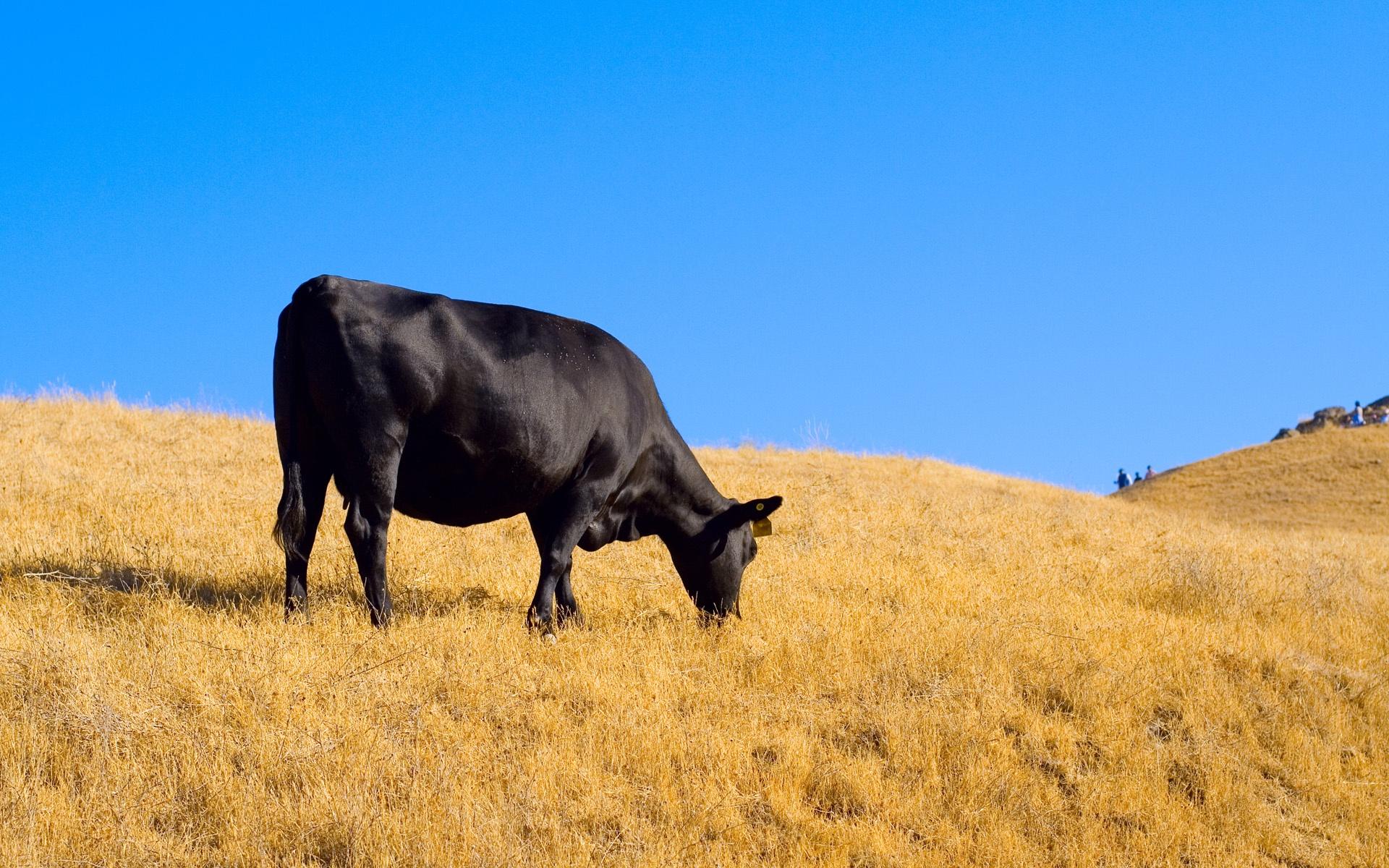 1920x1200 Cow Background Free Download
