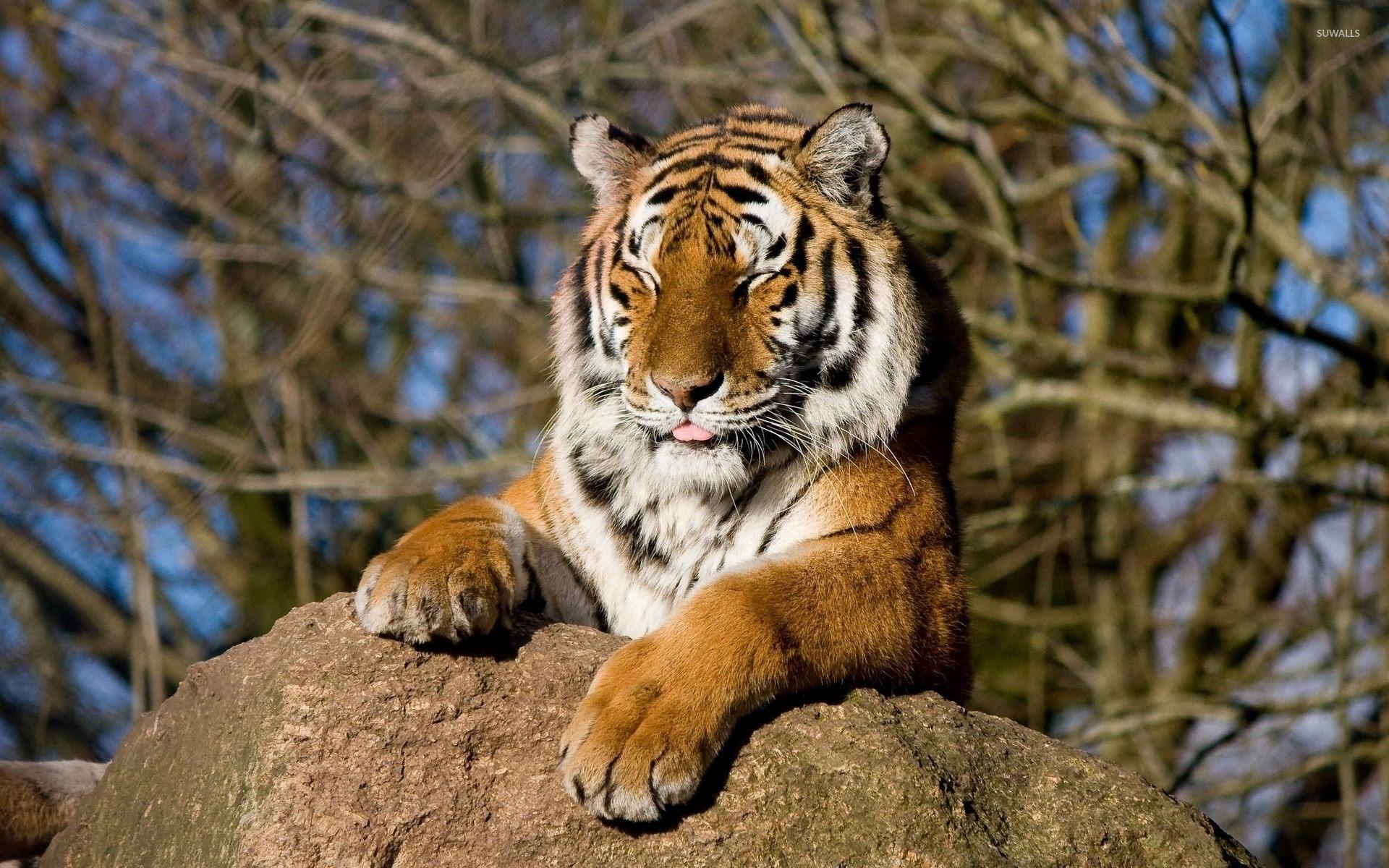 1920x1200 Funny tiger sticking its tongue out wallpaper wallpaper