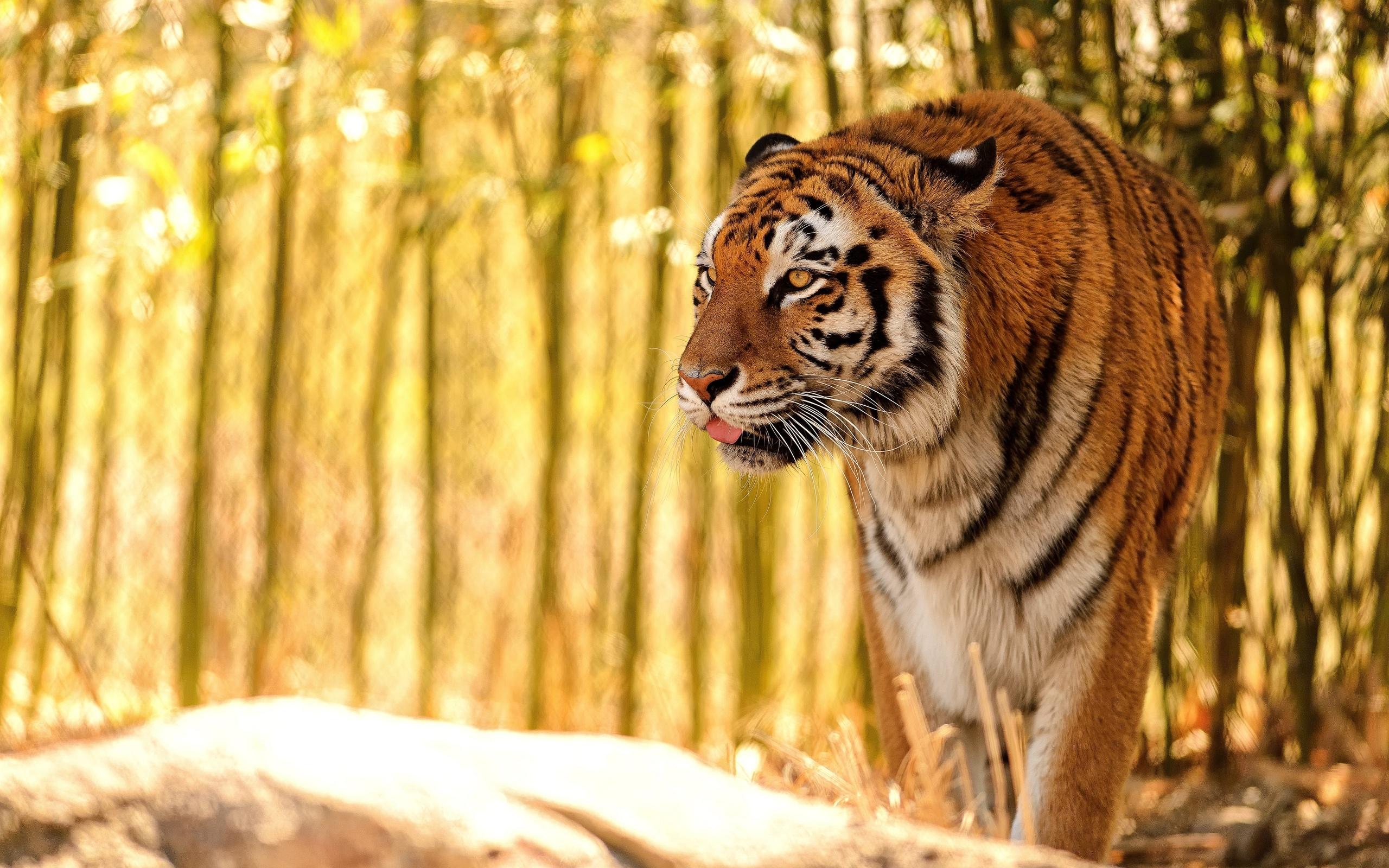 2560x1600 Animal Tiger HD Wallpaper