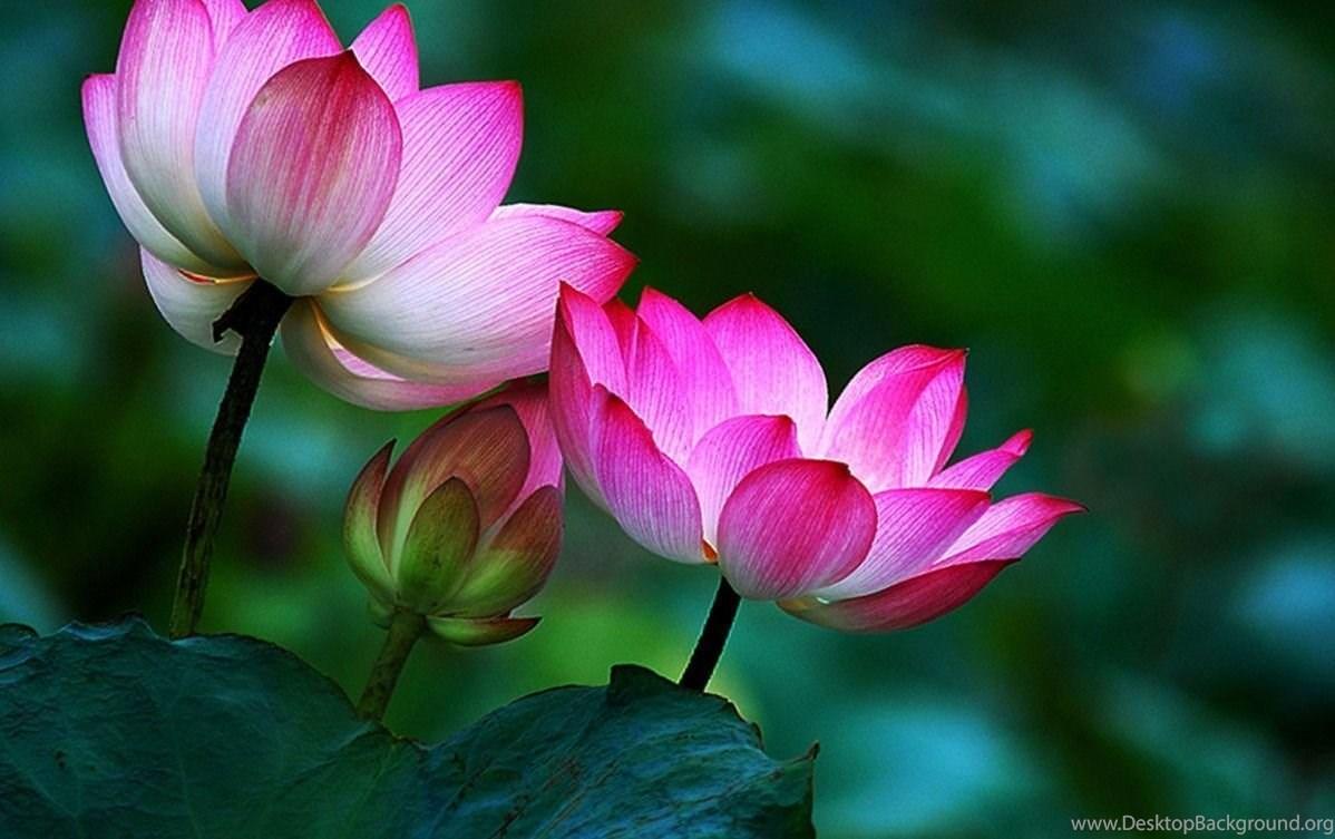 1198x753 Lotus Flower Buddha Wallpaper. Desktop Background