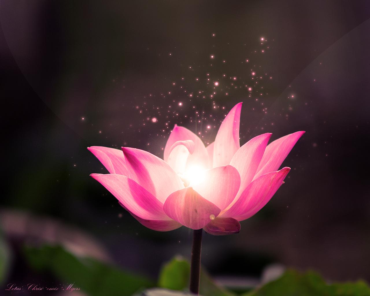 1280x1024 Free Lotus Flower Wallpaper