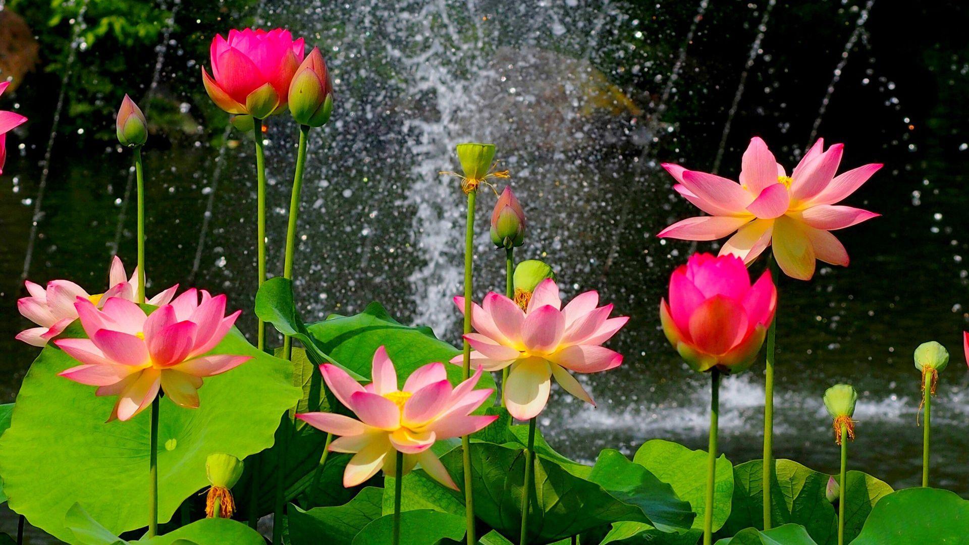 1920x1080 Lotus Flowers Wallpaper, HD Lotus Flowers Background
