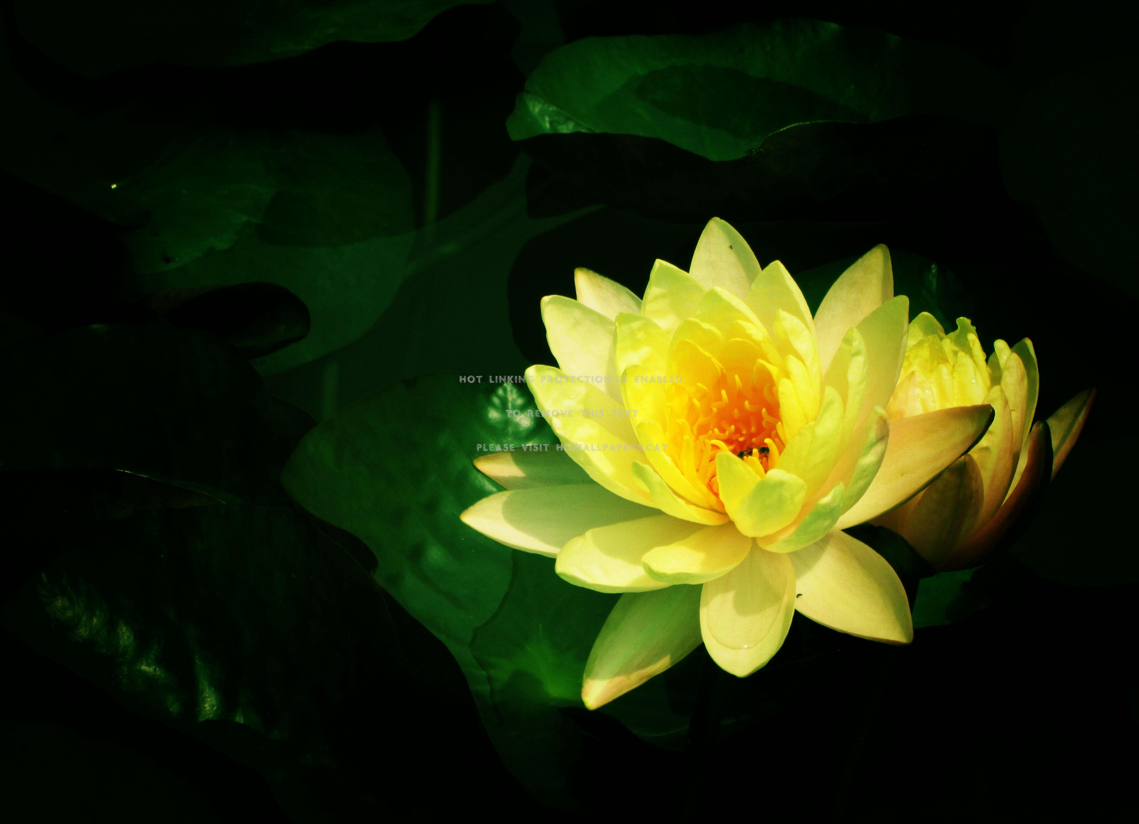 4608x3336 yellow lotus buddhist beauty nature flowers