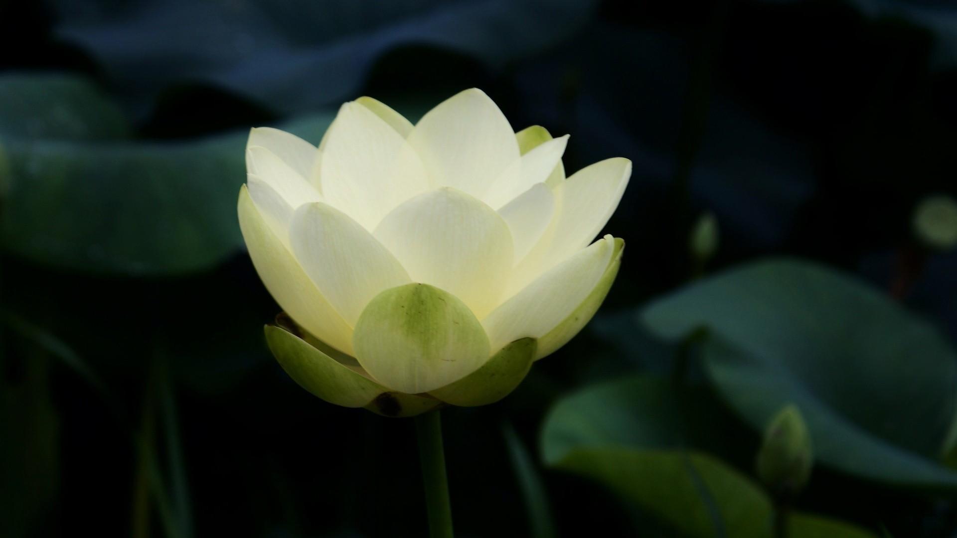 1920x1080 #lotus flowers, #petals, #nature, #white flowers, #Buddhism, #leaves, #flowers, #symbolic, #closeup, wallpaper HD Wallpaper