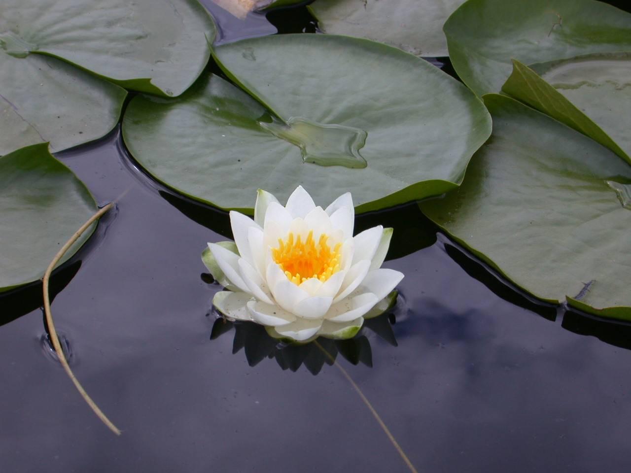 1280x960 Media: Lotus flower wallpaper quality and wide screen