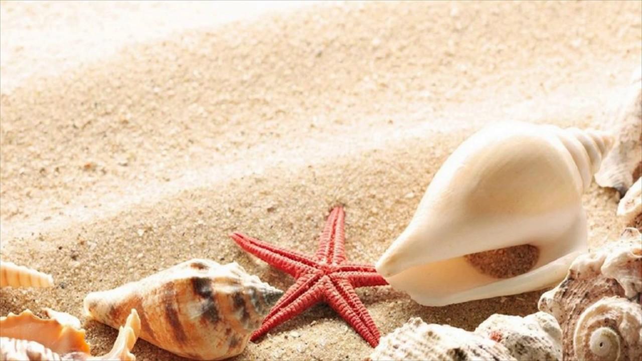 1280x720 Starfish On Beach Wallpaper, Goa, India