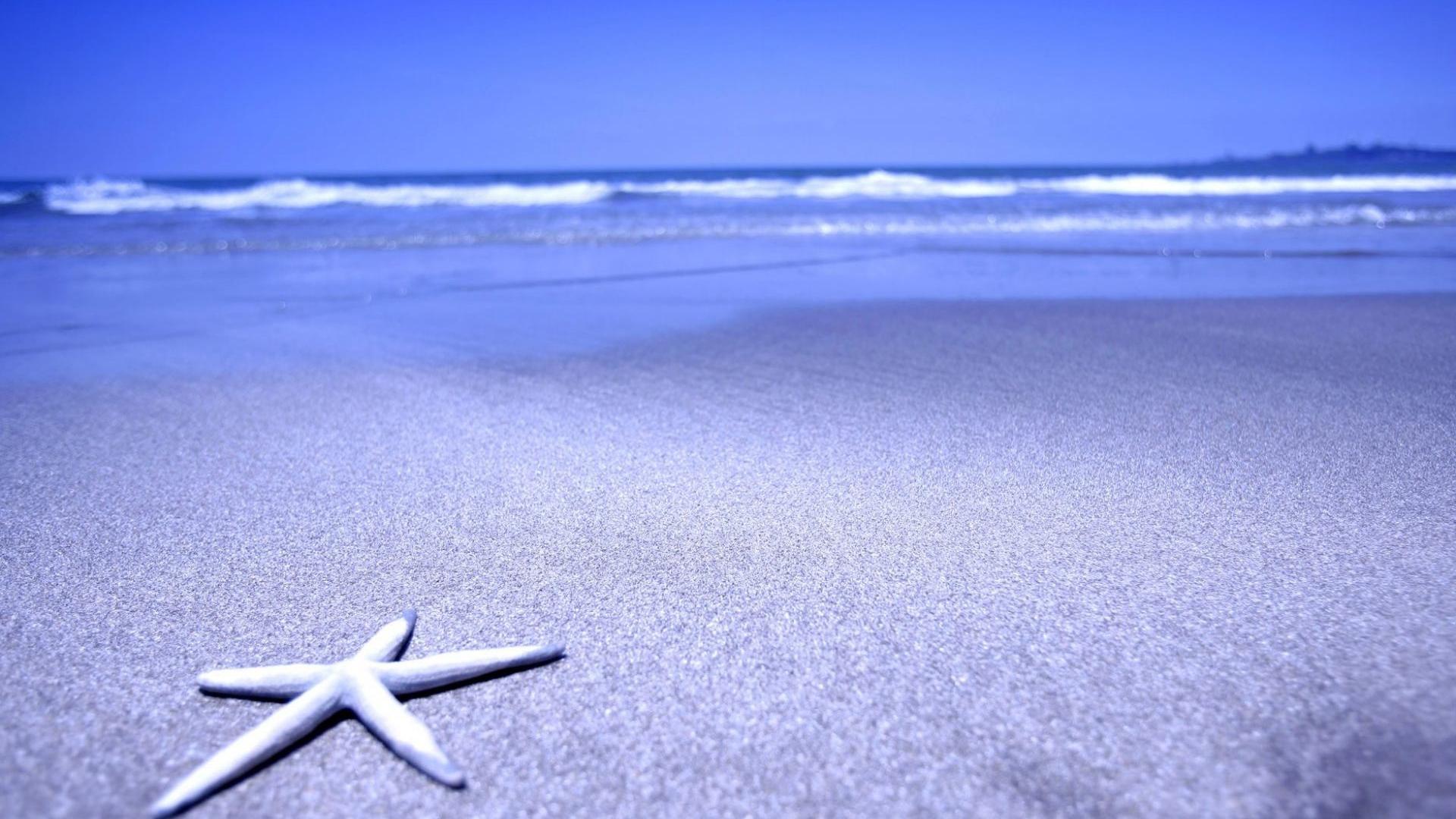 1920x1080 Full HD Wallpaper starfish coast ocean goa india, Desktop Background HD 1080p