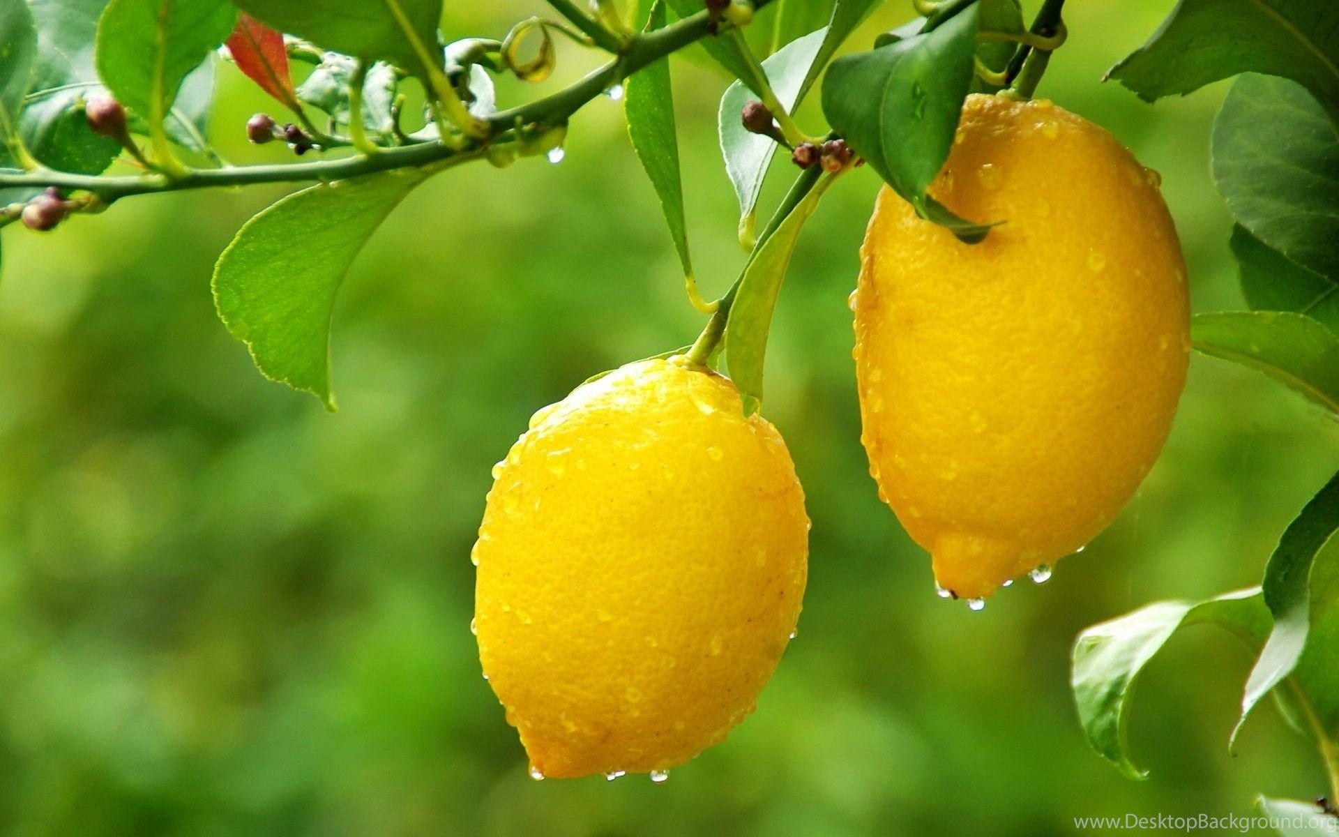 Citrus Tree Wallpapers - Top Free Citrus Tree Backgrounds - WallpaperAccess