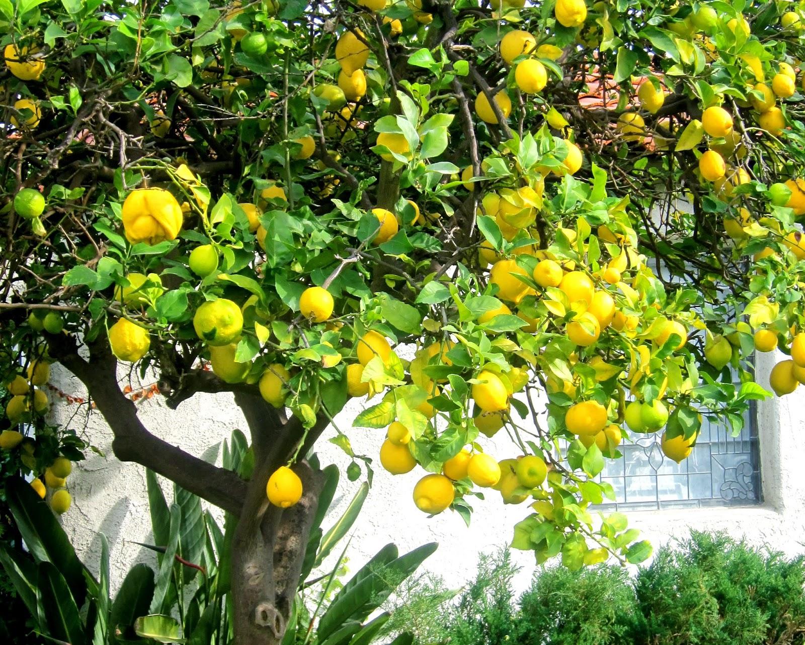1600x1282 Lemon Tree Picture