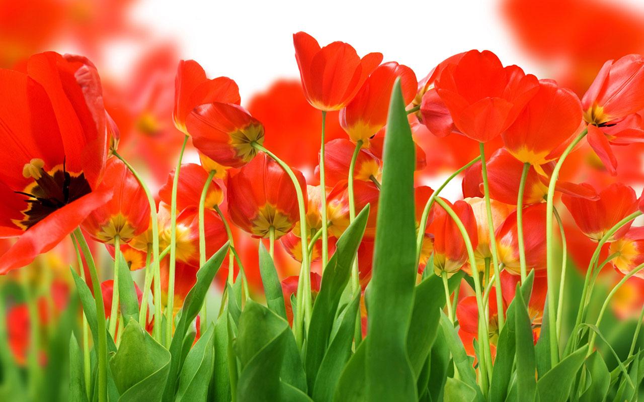 1280x800 Free download Large size tulip wallpaper 8 Flower Wallpaper download [1280x800] for your Desktop, Mobile & Tablet. Explore Wallpaper Sizes. Wallpaper Background For Computer, Background Wallpaper for Desktop Computer, Facebook Wallpaper Size