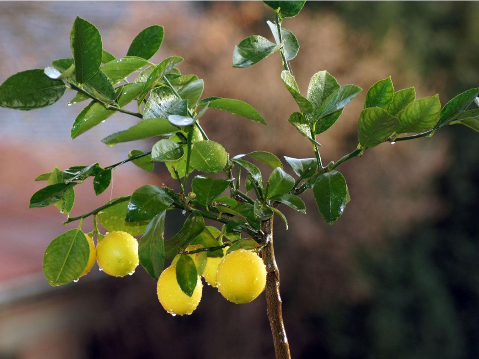 1600x1200 Lemon Leaf Problems Causes Lemon Leaves To Drop Off