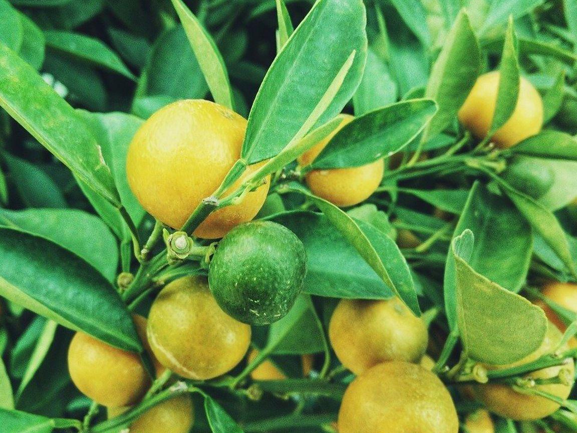 1152x864 How to Grow a Lemon Tree from Seed