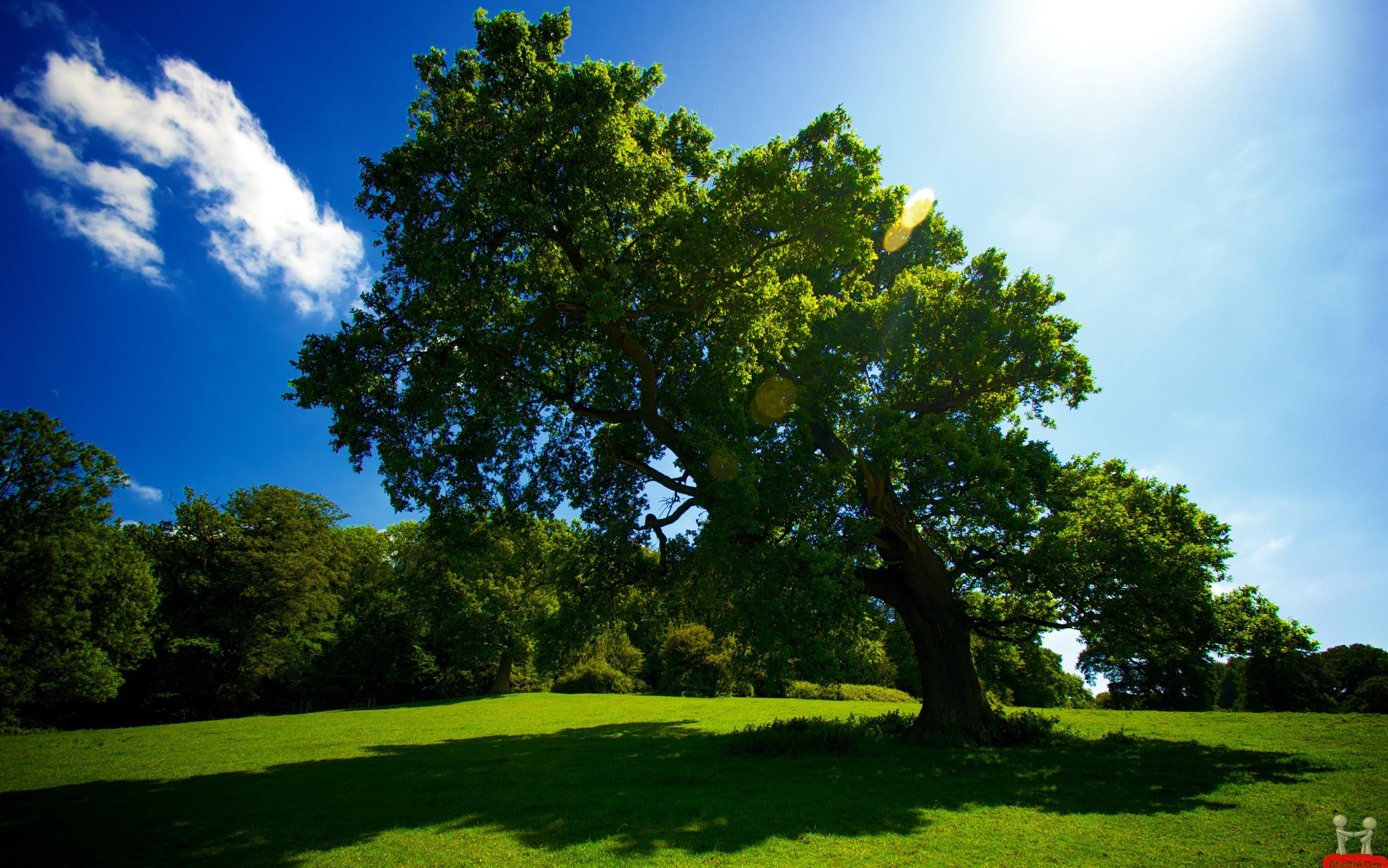 2559x1600 Free download Beautiful Big Green Tree HD Wallpaper HD Wallpaper Download [2559x1600] for your Desktop, Mobile & Tablet. Explore Large Size Background. Large Size Background, Large Size Background, Desktop