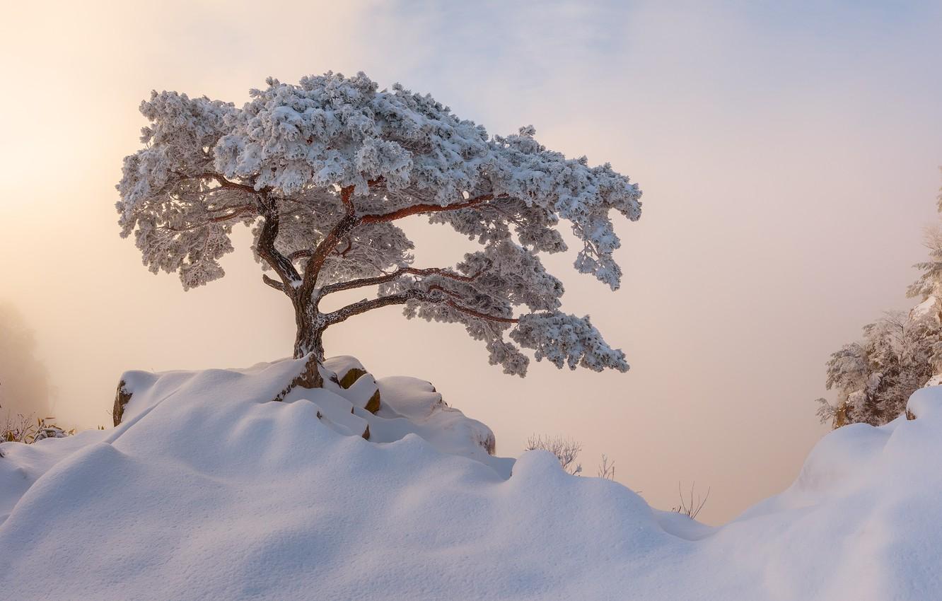 1332x850 Photo Wallpaper Winter, Snow, Fog, Tree, Morning, Korea